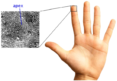 Finger Tip Ridges