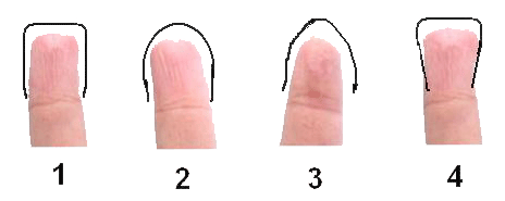 Shapes of finger tips